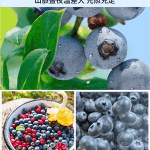 藍莓李果伊犁藍莓幹
