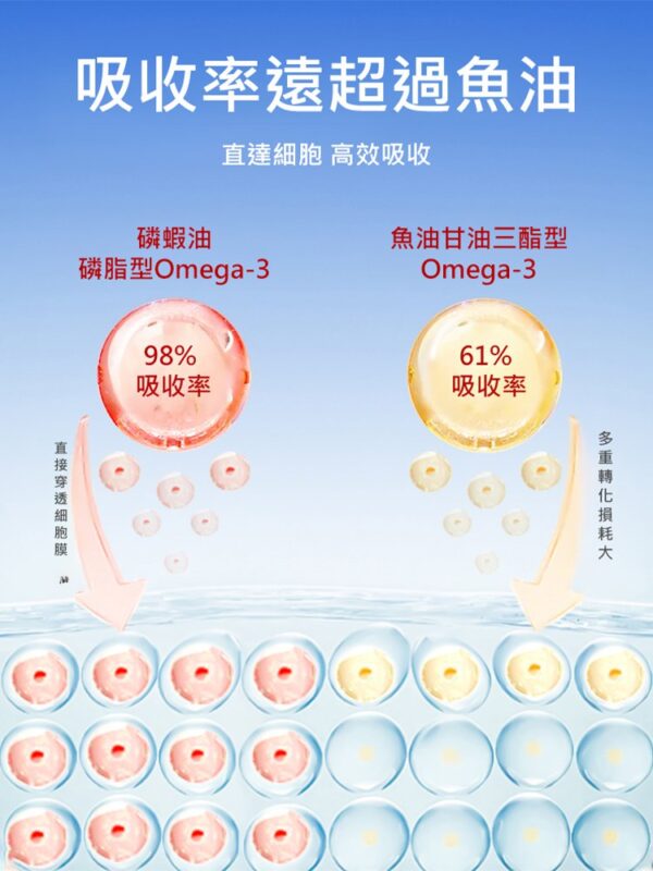 【15天還你一個健康血管】南極磷蝦油膠囊：圖片 4